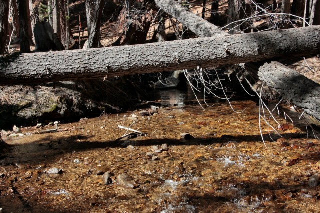 Twin_Lakes_Fallen_Snag