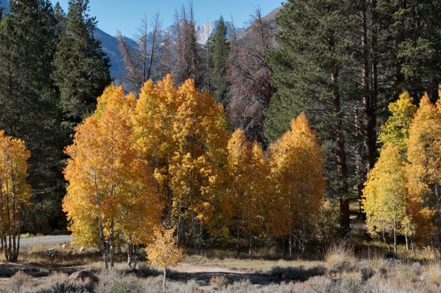 'Look over there,' sang Japhy, 'yellow aspens....'